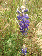 Lupinus excubitus
