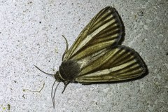 Heliocheilus cramboides