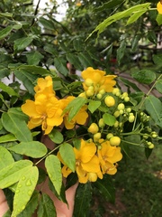 Fabaceae