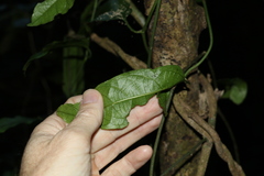 Aristolochia laheyana