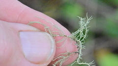 Usnea silesiaca