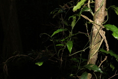 Aristolochia laheyana