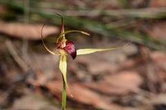 Caladenia calcicola