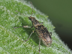 Polydrusus cervinus