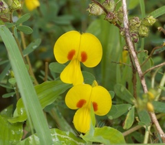 Smithia hirsuta