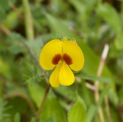 Smithia hirsuta