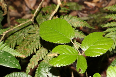 Rubus moorei