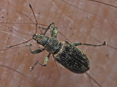 Polydrusus cervinus