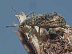 Polydrusus cervinus