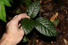 Rubus moorei