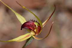 Caladenia calcicola