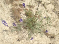 Lupinus excubitus