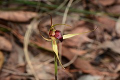 Caladenia calcicola