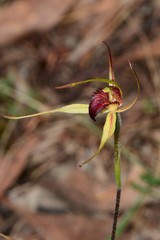 Caladenia calcicola