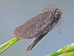 Heterogynidae