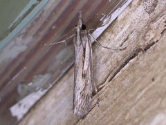 Tawhitia pentadactyla