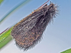 Heterogynidae