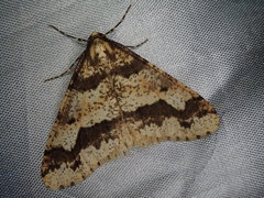 Erannis gigantea