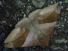 Bastilla maturata
