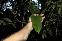 Parsonsia fulva