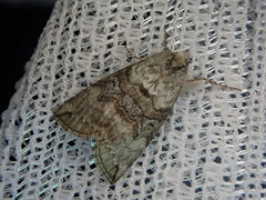 Epipsestis nigropunctata