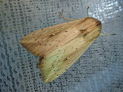 Mythimna sicula striata