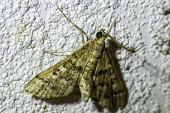 Nacoleia rhoeoalis