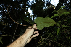 Parsonsia fulva