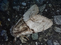 Phalerodonta manleyi