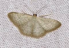 Idaea ptyonopoda
