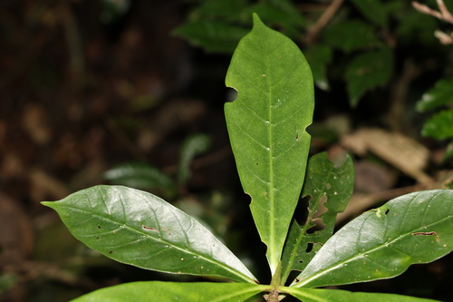 Image of Atractocarpus benthamianus by (c) Greg Tasney, some rights reserved (CC BY-SA)