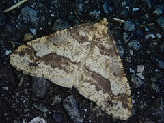 Erannis gigantea