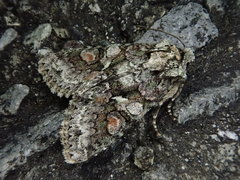 Dryobotodes intermissa