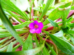 Calandrinia ciliata