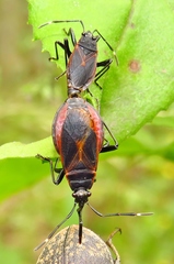 Dindymus circumcinctus