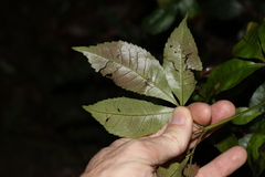 Pseudoweinmannia lachnocarpa