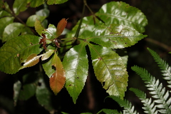 Pseudoweinmannia lachnocarpa
