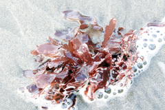 Cryptopleureae