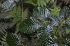 Rubus moorei