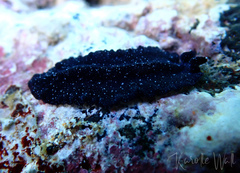 Pseudobiceros stellae