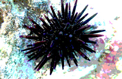Echinometra oblonga