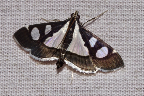 Glyphodes conclusalis · iNaturalist