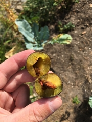 Grapholita funebrana