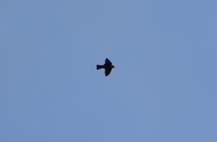 Ptyonoprogne rupestris