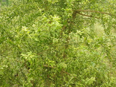 Balanites aegyptiaca