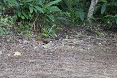 Gallirallus okinawae