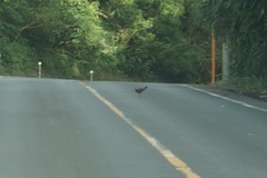 Gallirallus okinawae