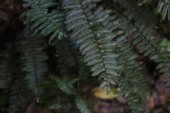 Pellaea falcata