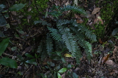Pellaea falcata