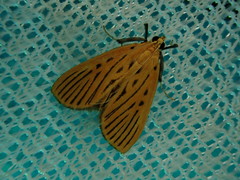 Tyspanodes striatus